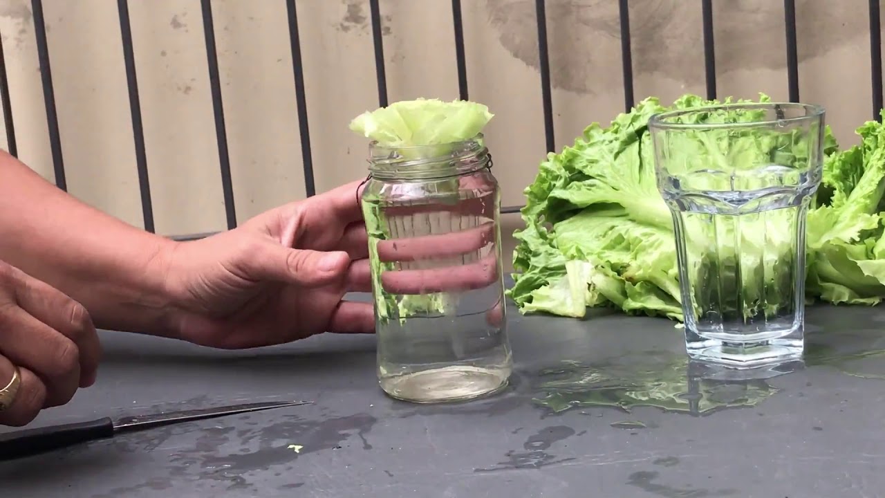 como plantar una lechuga a partir de otra