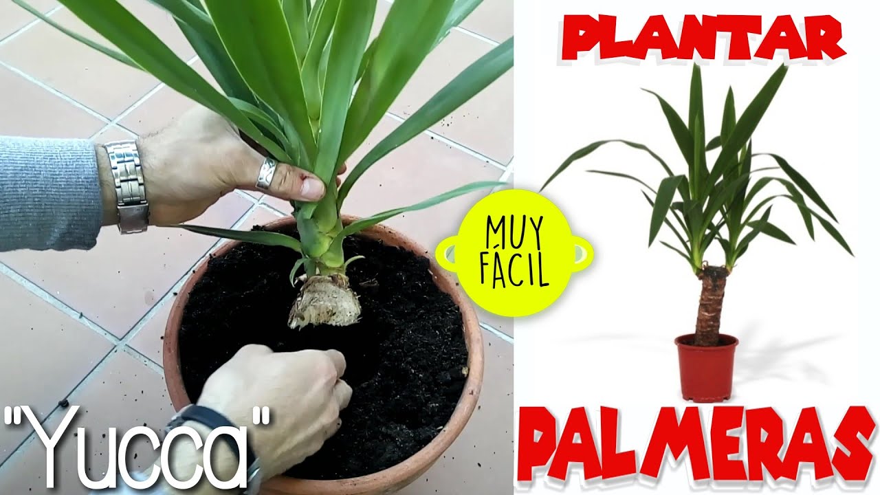como plantar una palmera sin raíz