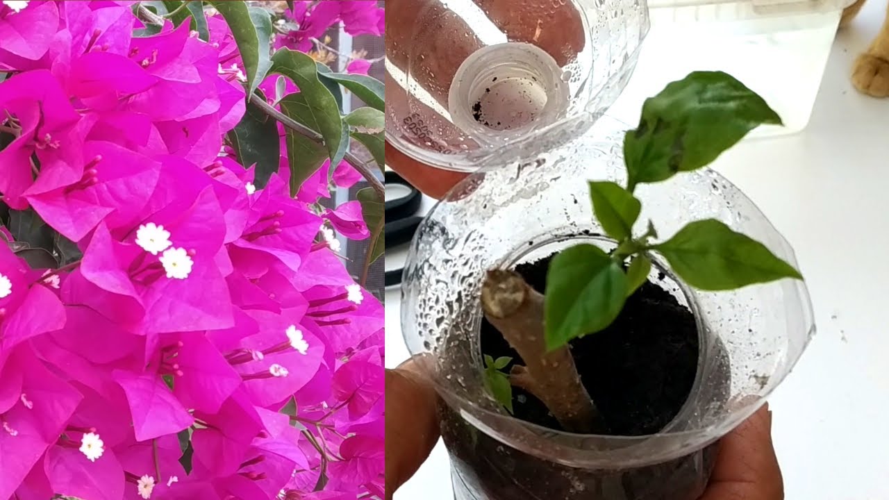 como plantar una rama de bugambilia