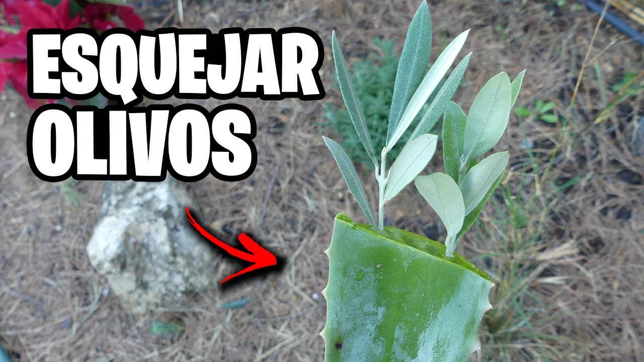 como plantar una rama de olivo