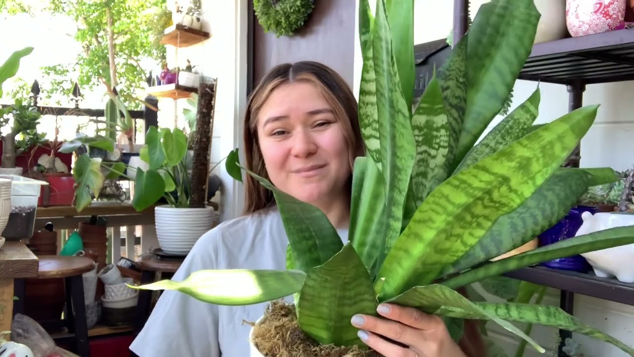 como podar planta lengua de suegra