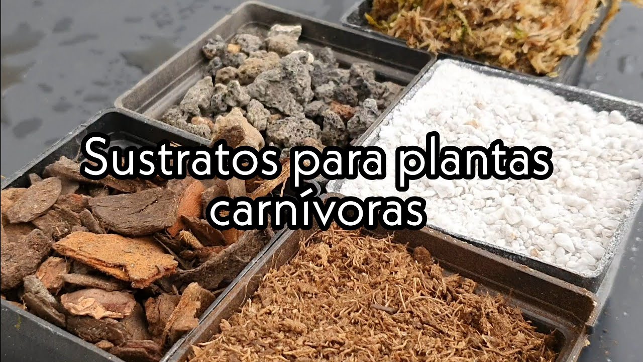 como preparar sustrato para plantas carnívoras