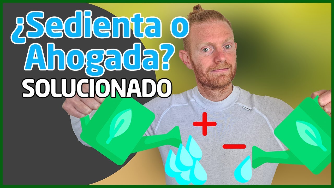 como saber si una planta está seca o ahogada