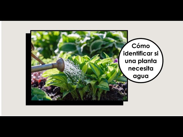 como saber si una planta necesita agua