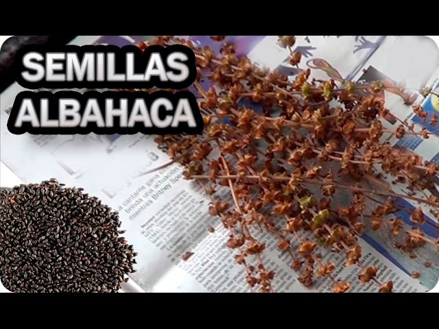 como sacar las semillas de albahaca