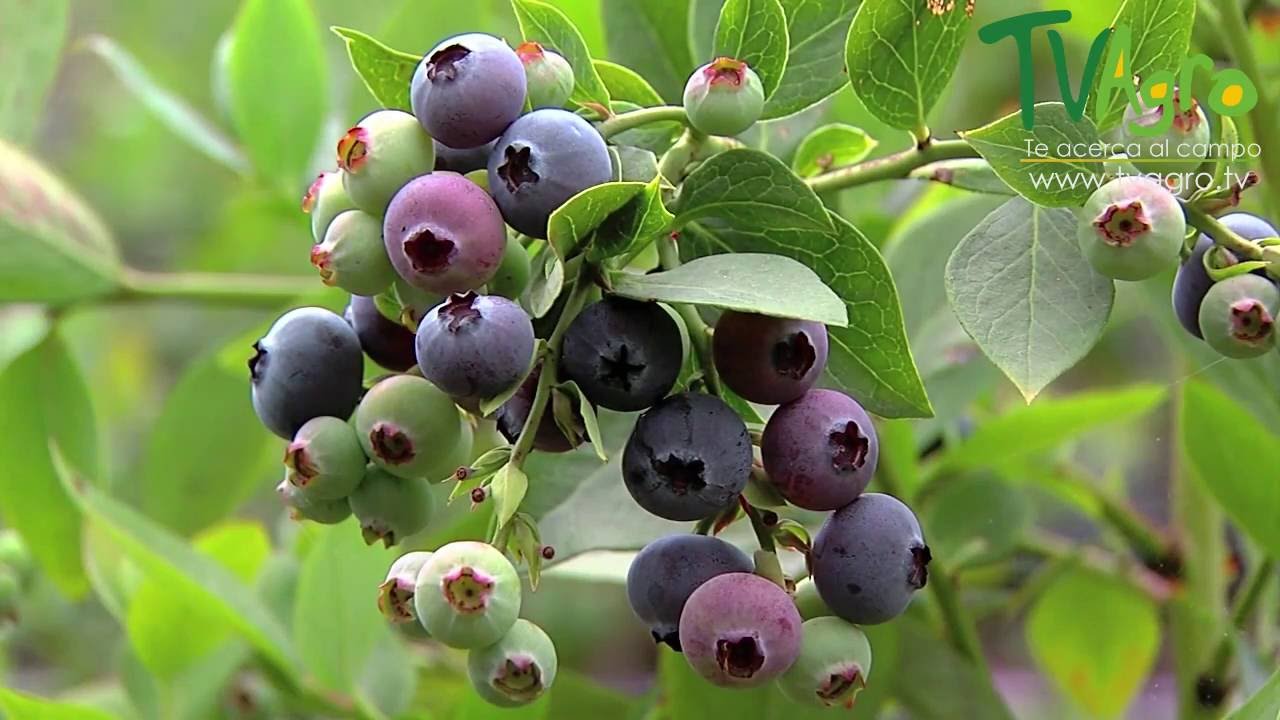 como se llama la planta del arandano