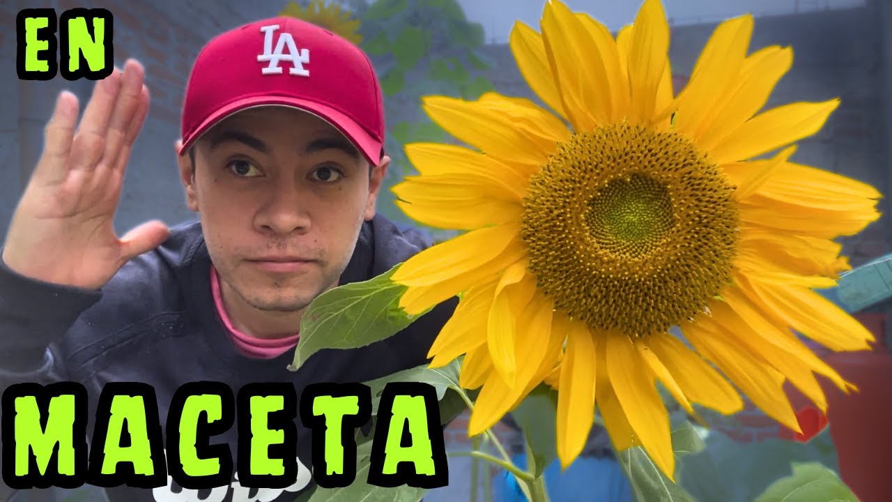 como se planta un girasol en maceta