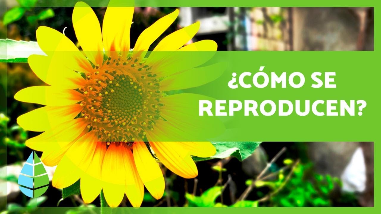 como se pueden reproducir las plantas