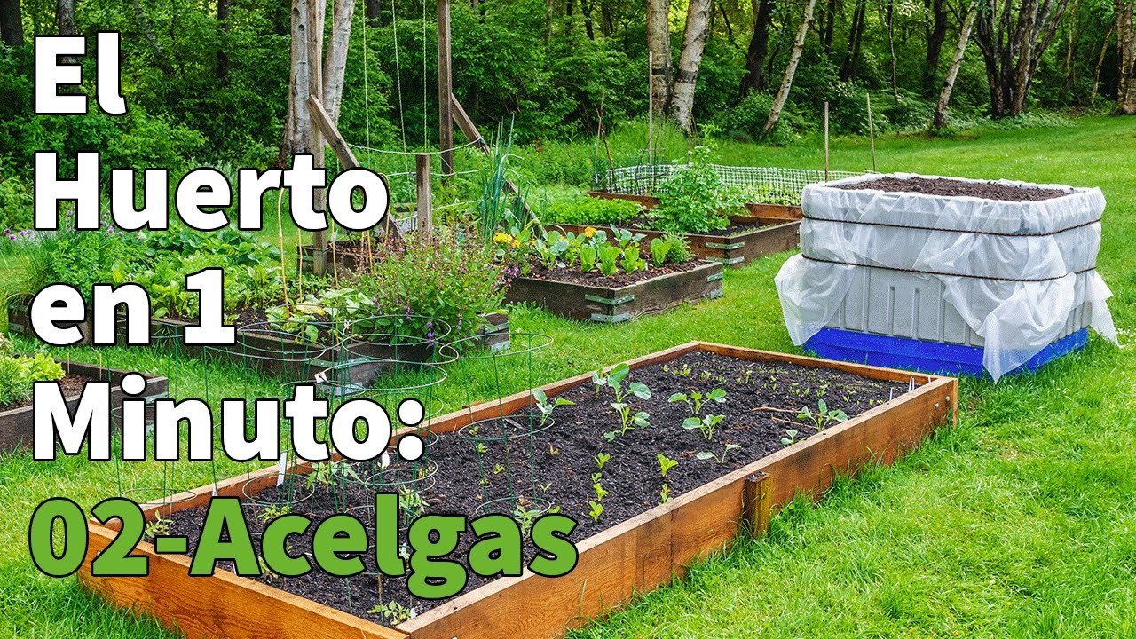 como sembrar acelgas en el huerto