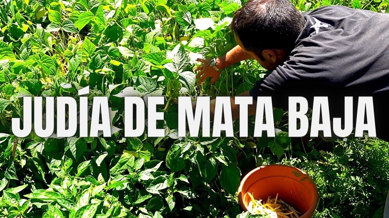 como sembrar judias de mata baja