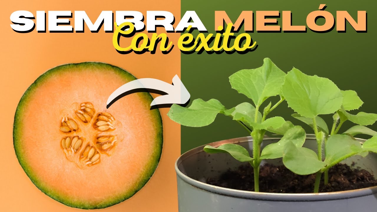 como sembrar la semilla de melon