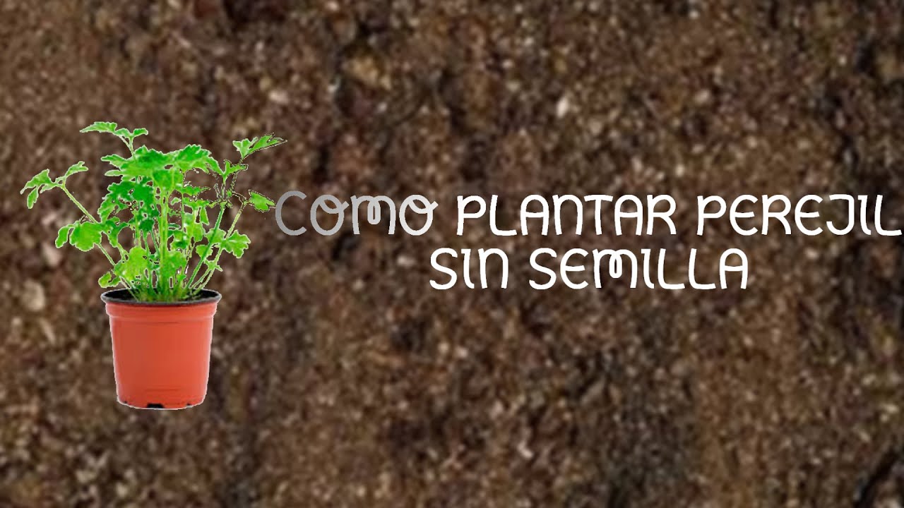 como sembrar perejil desde una rama