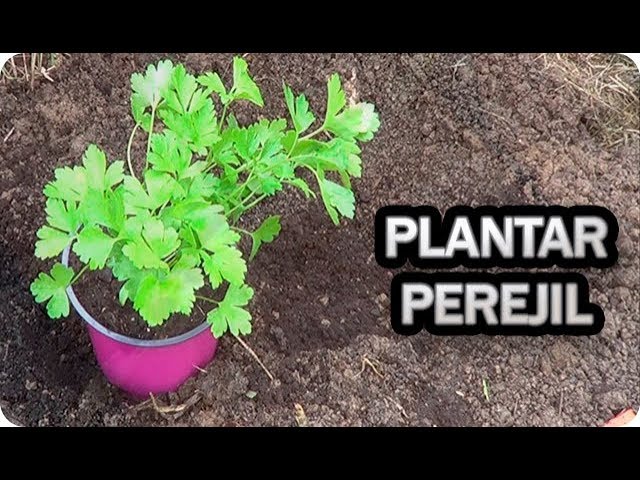 como sembrar perejil la huertina de toni