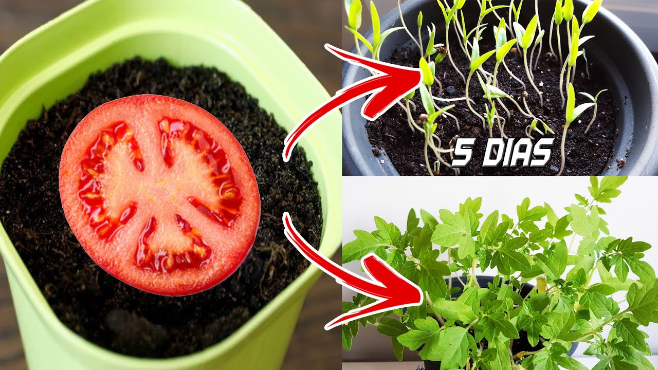 como sembrar tomate en casa con semillas