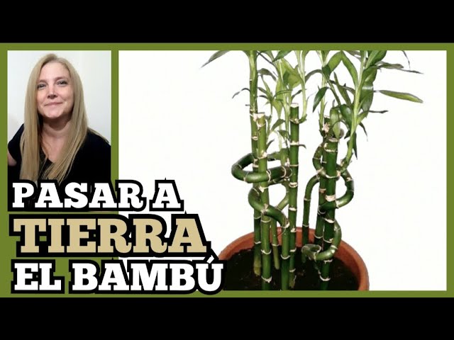 como trasplantar bambu de agua a tierra