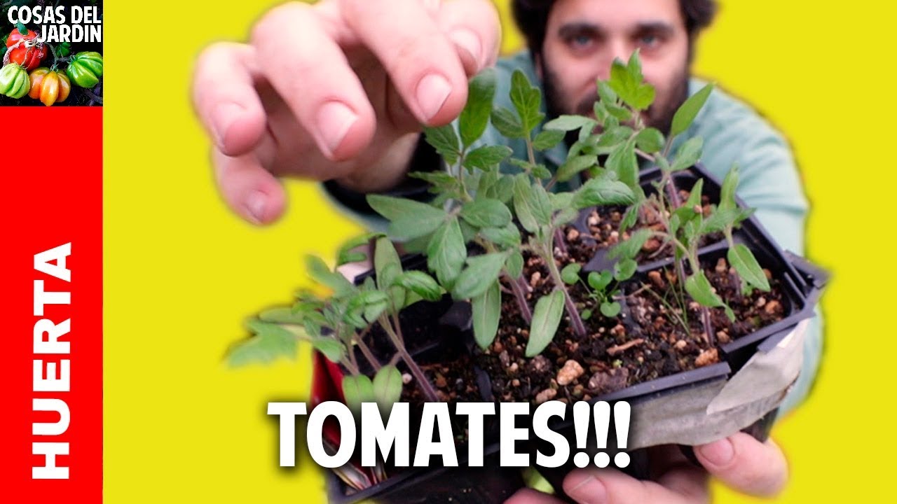 como trasplantar semillas germinadas de tomate