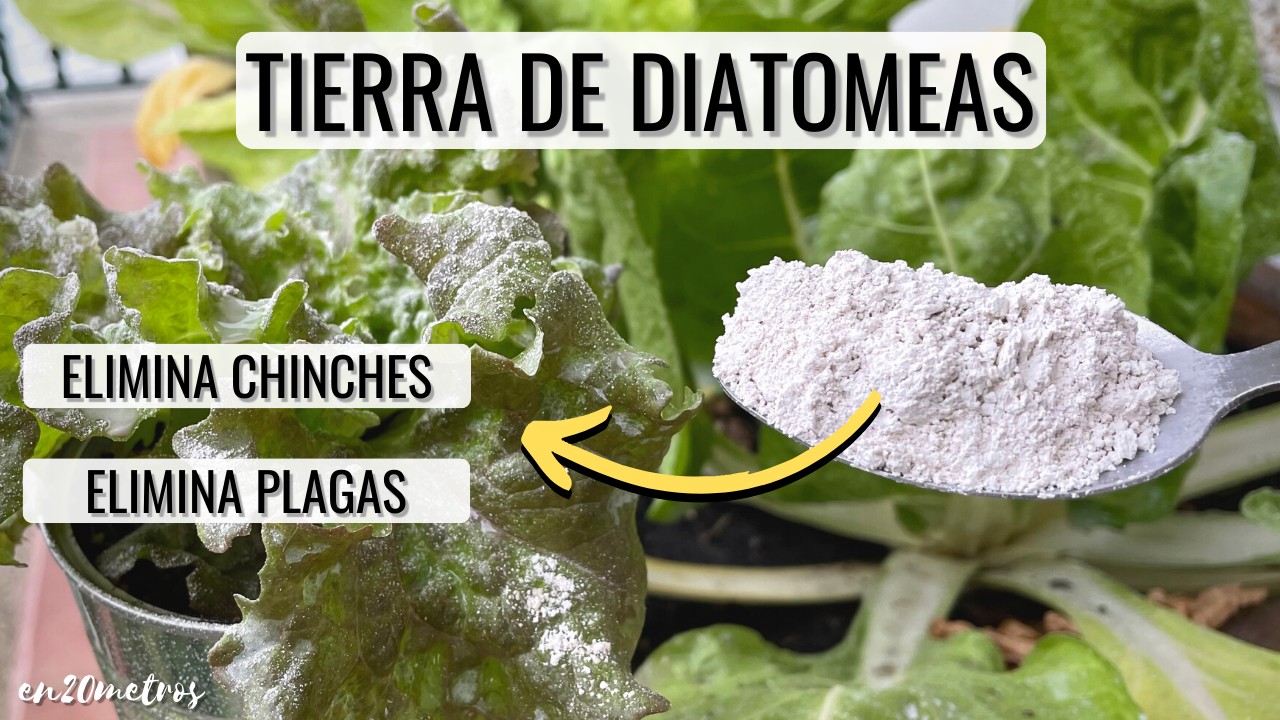 como usar tierra de diatomeas en plantas