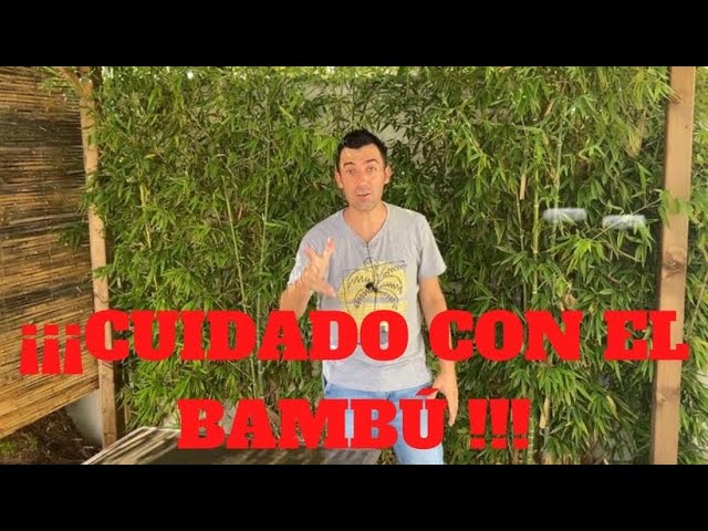 comprar cañas de bambú para plantar