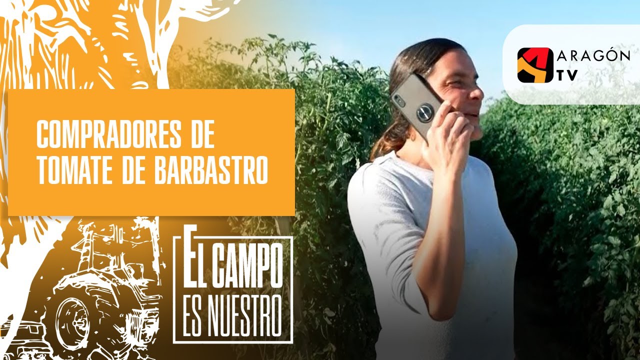 comprar planta de tomate rosa de barbastro
