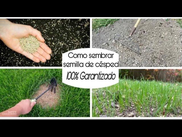 comprar semillas de cesped a granel