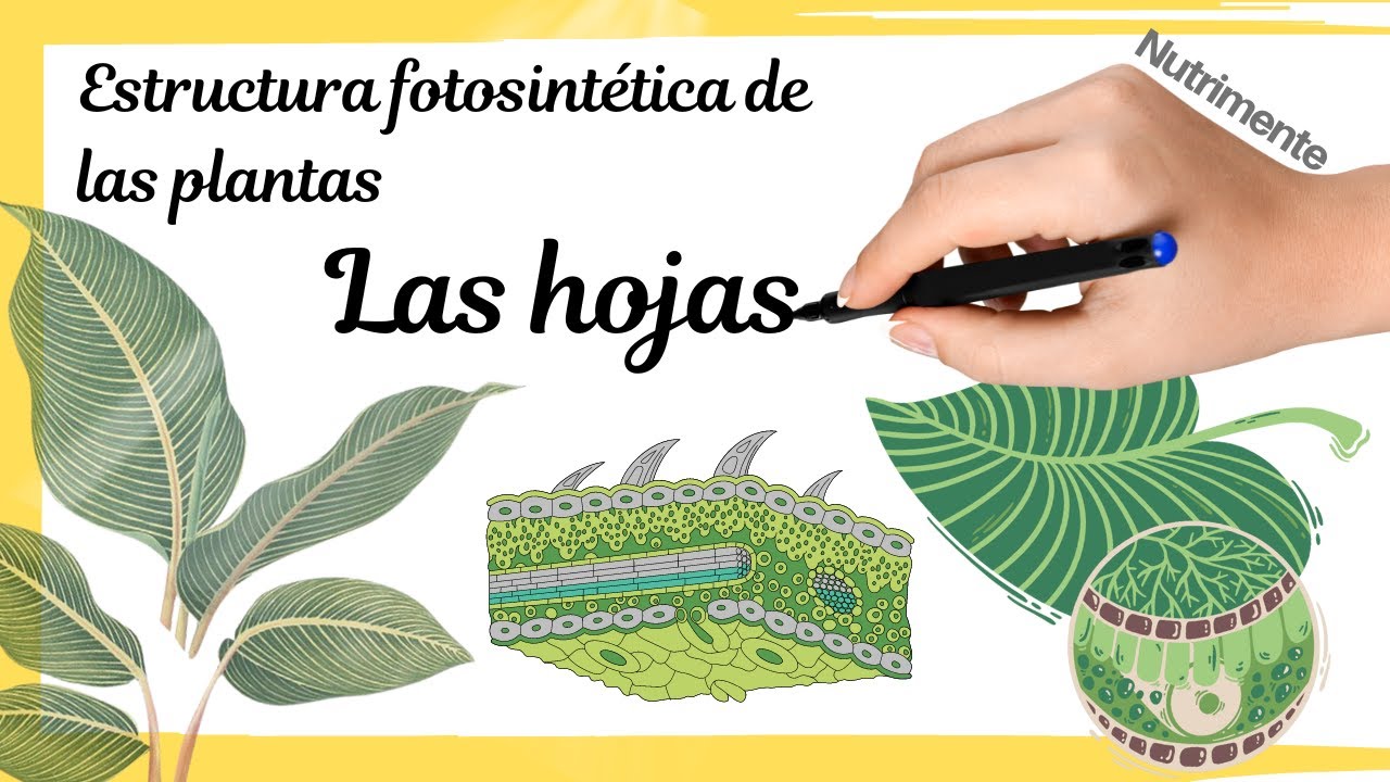 conjunto de nervios de la hoja de una planta