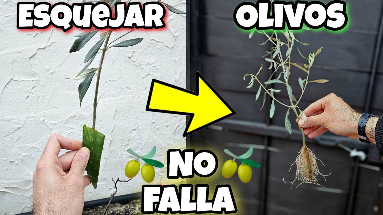cortar rama de olivo y plantar