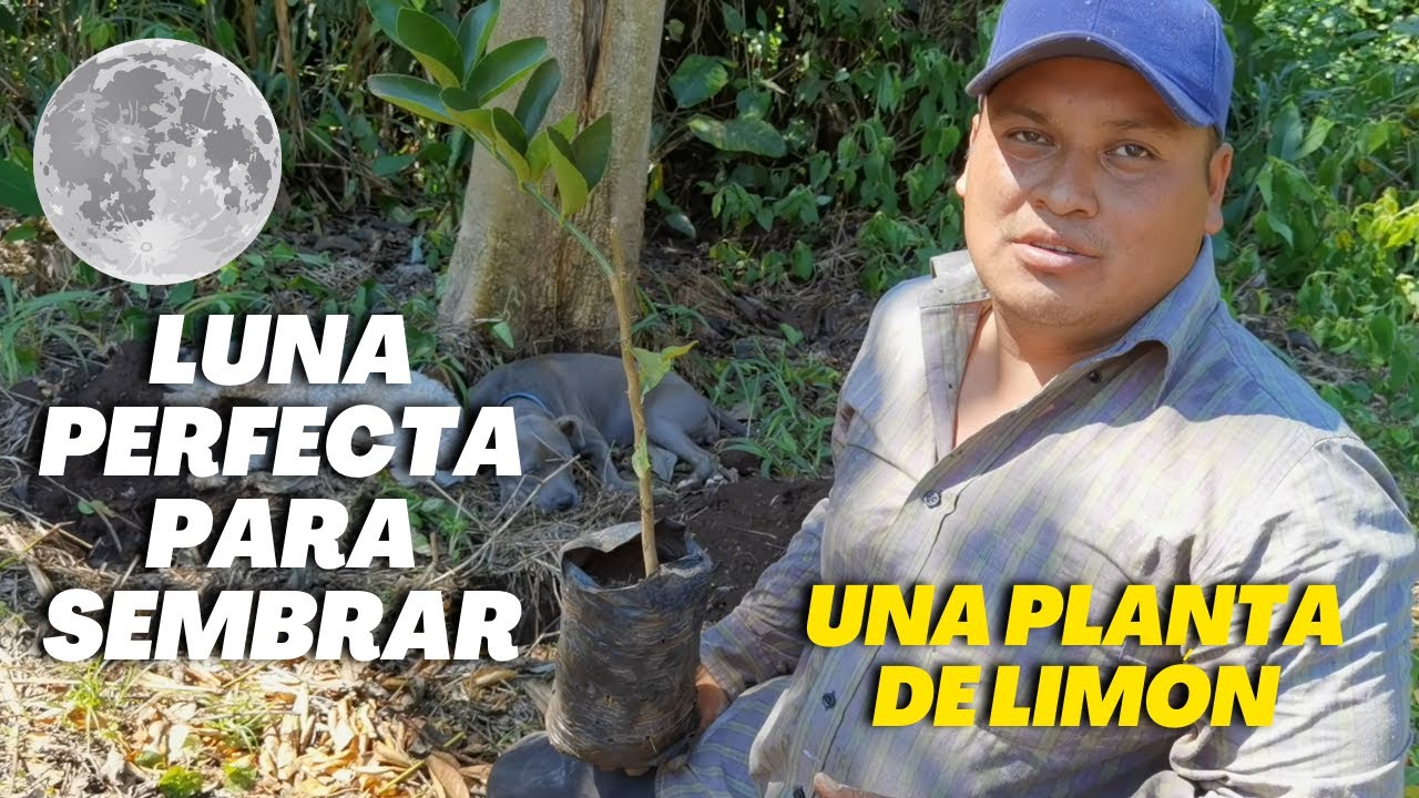 cual es la mejor época para plantar árboles frutales