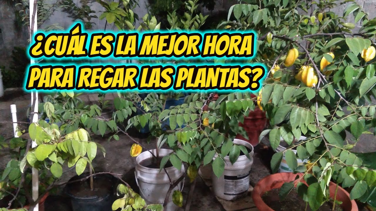 cuál es la mejor hora para regar las plantas