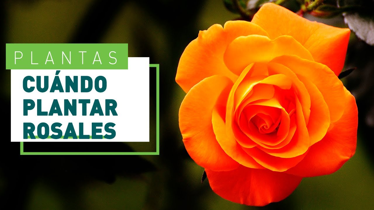 cuando es tiempo de plantar rosales