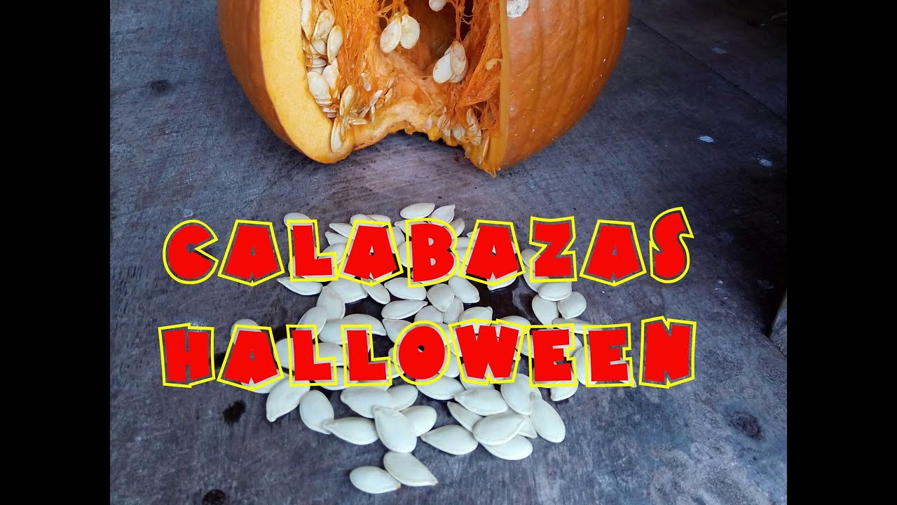 cuando se plantan las calabazas de halloween