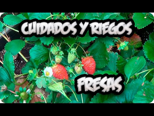 cuando se plantan las fresas en españa