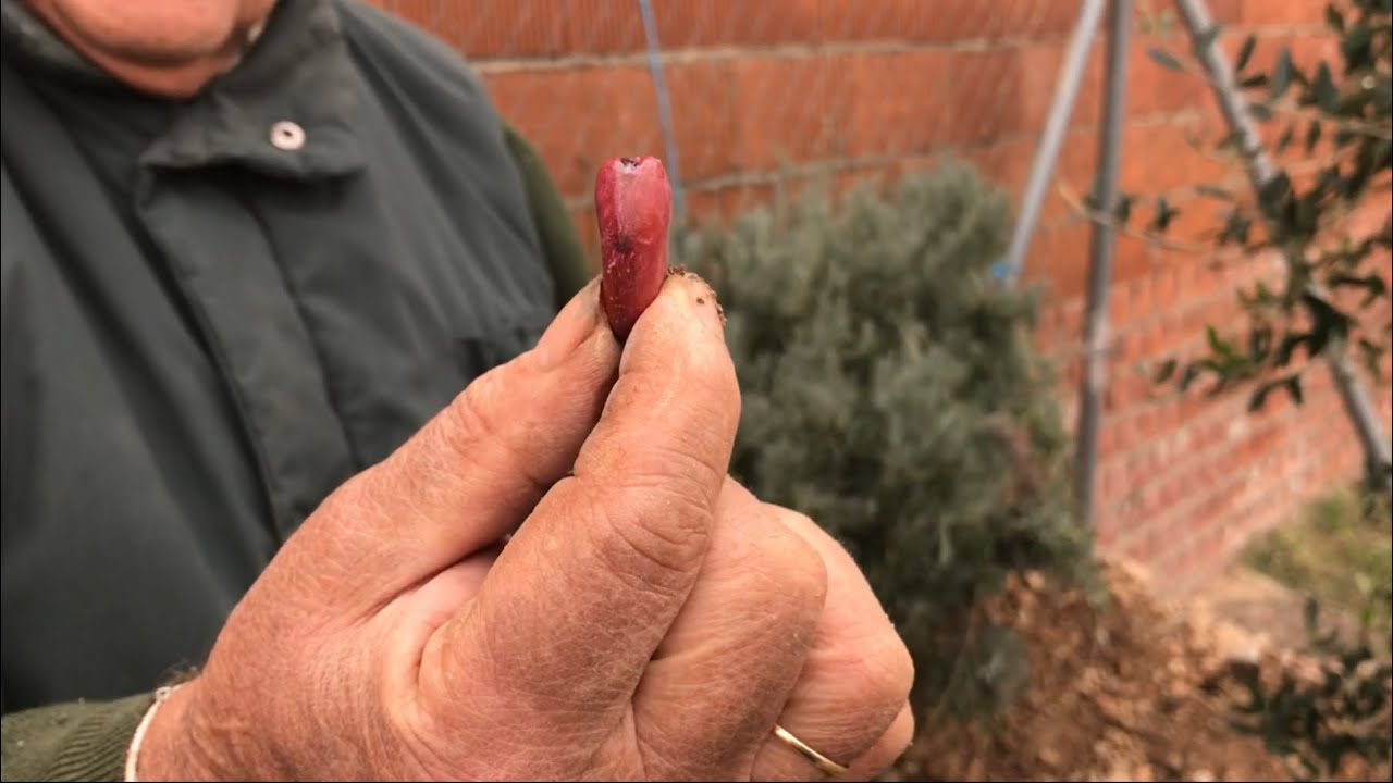 cuando se plantan las habas en murcia