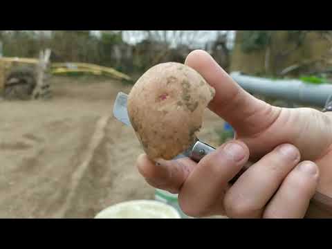 cuando se plantan las patatas en valencia