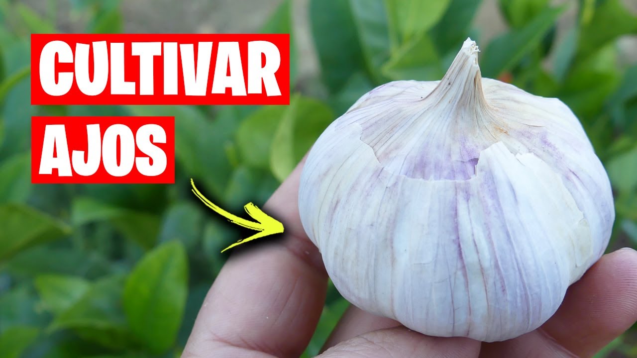 cuando se plantan los ajos en galicia