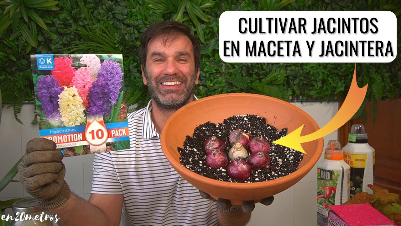 cuando se plantan los bulbos de jacintos