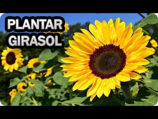 cuando se plantan los girasoles en españa