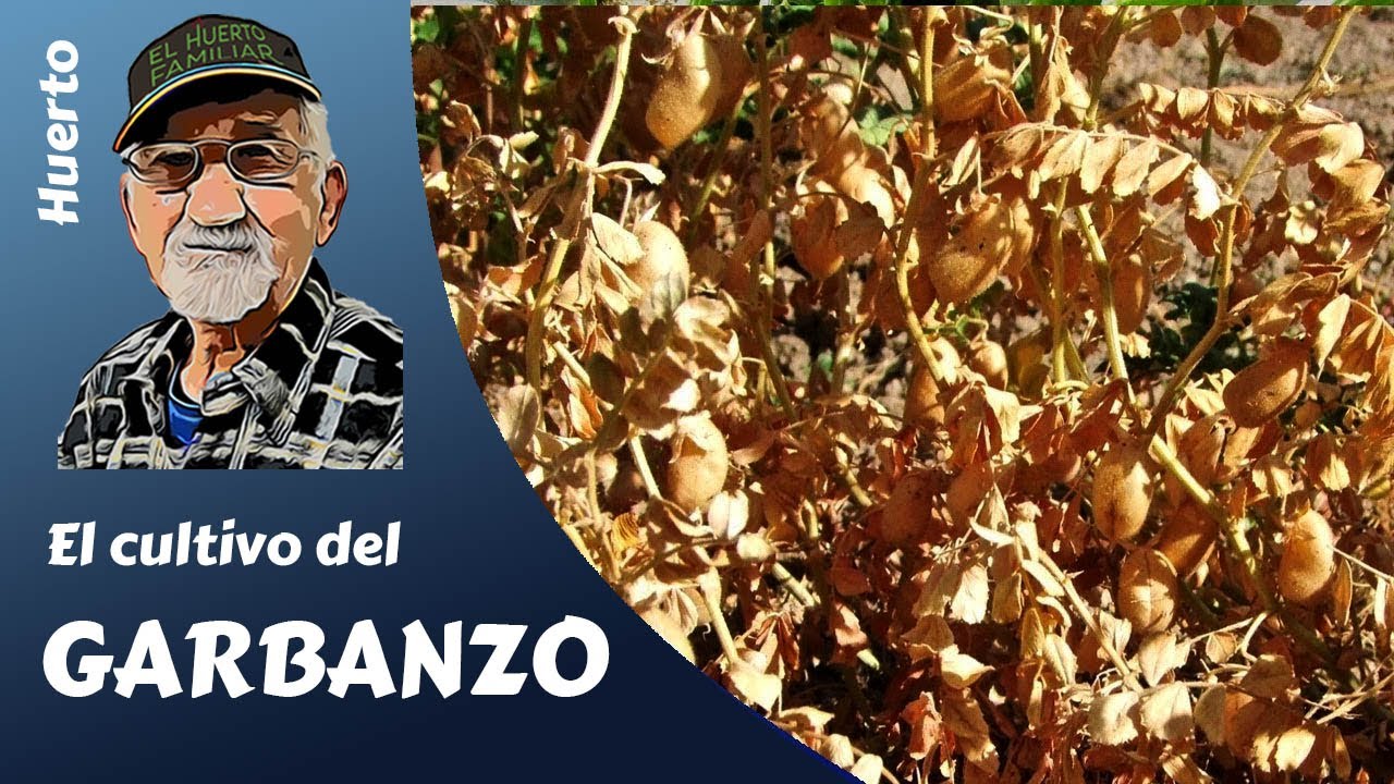 cuando se siembran los garbanzos en españa