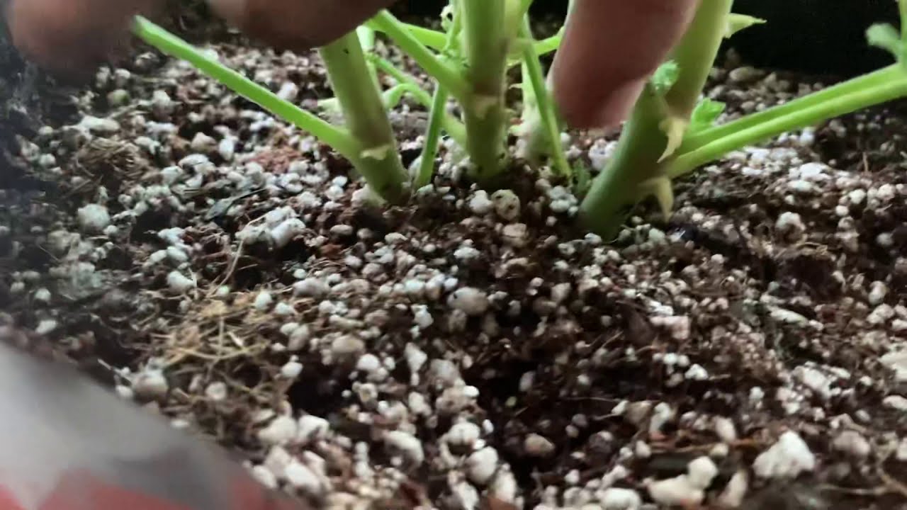 cuando trasplantar una planta recién comprada