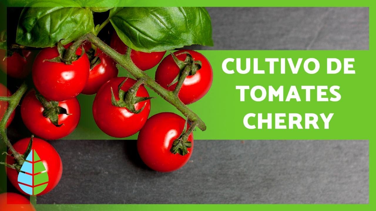 cuanto dura una planta de tomate cherry