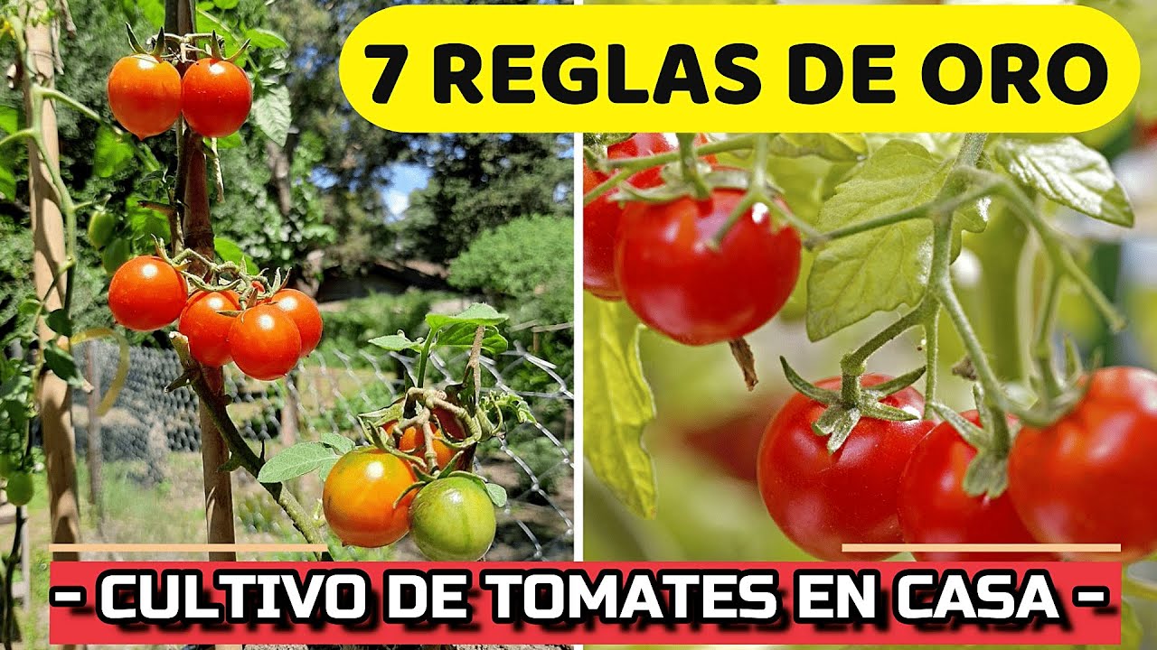 cuanto tarda en dar tomates una planta