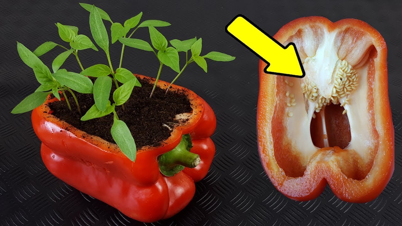 cuanto tarda en germinar una semilla de pimiento