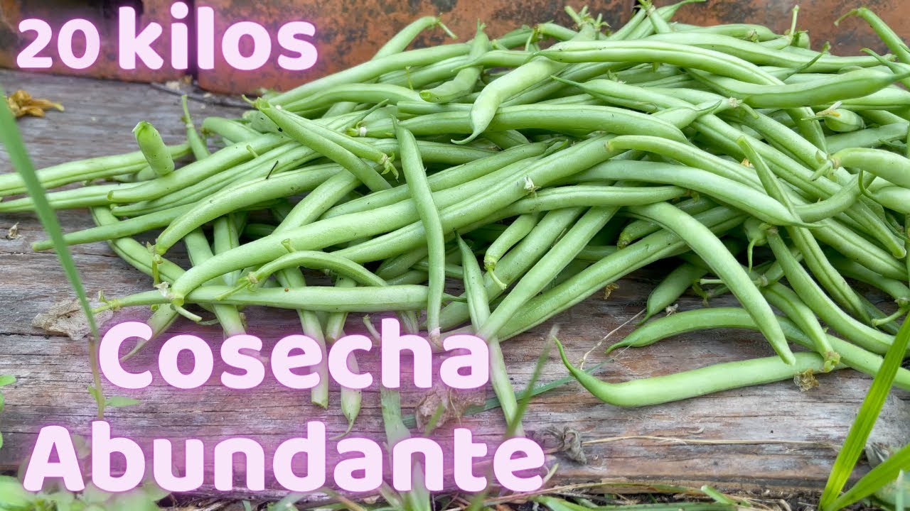 cuantos kilos produce una planta de judías