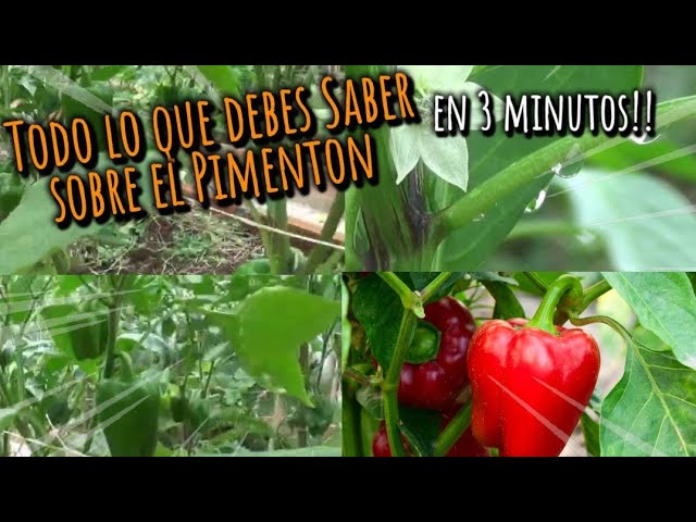 cuantos pimientos italianos da una planta