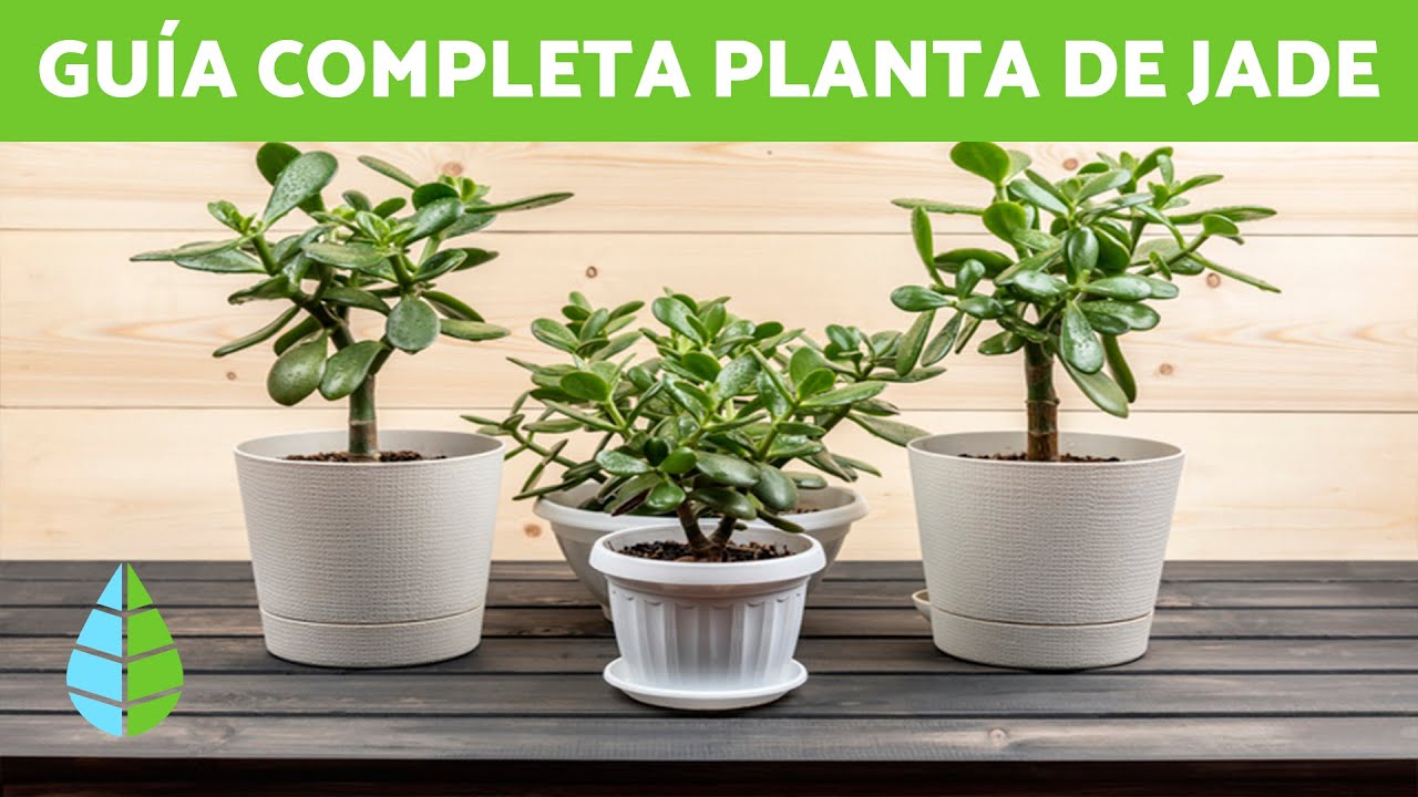 cuidado de la planta de jade