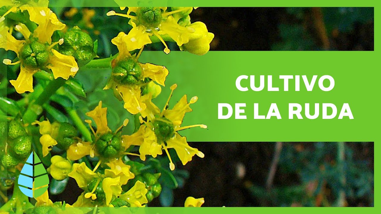 cuidado de la planta de ruda
