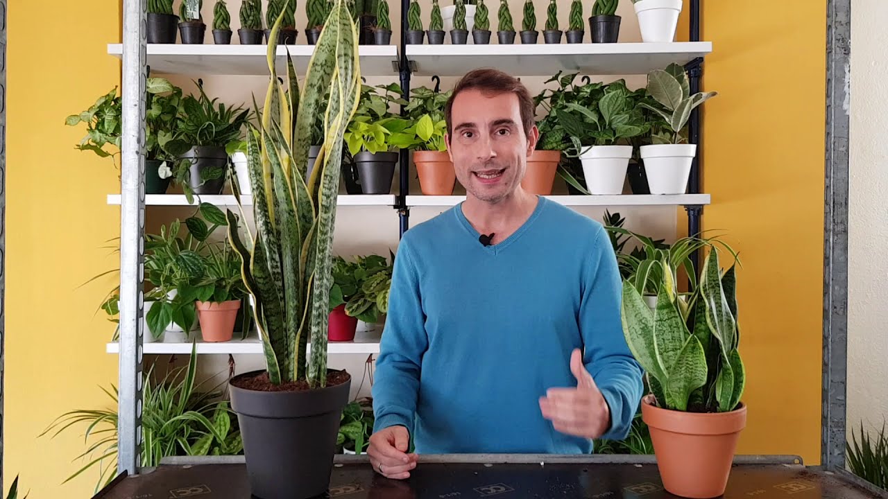 cuidados de la planta lengua de suegra