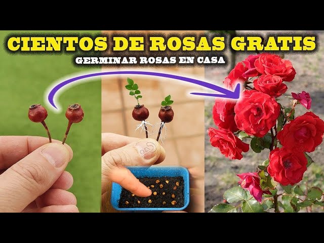 de donde salen las semillas de las rosas