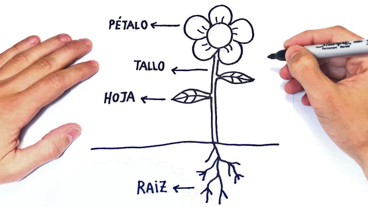 dibujo de partes de una planta