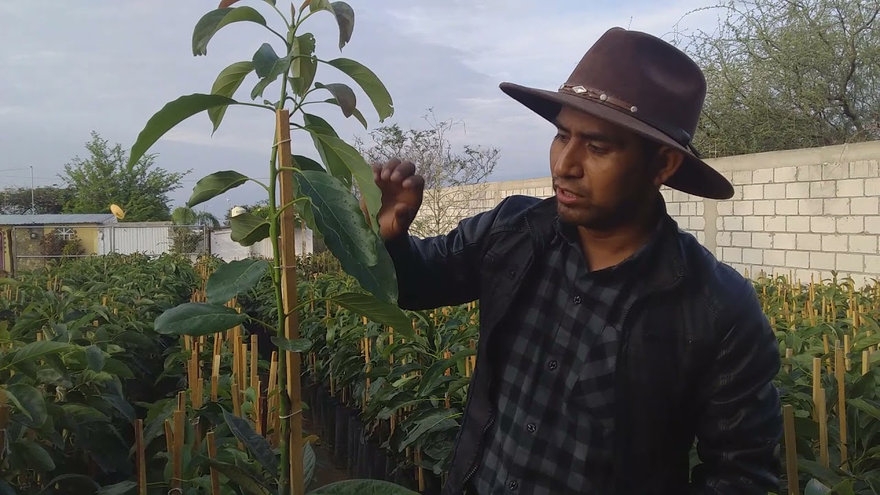 donde comprar plantas de aguacates en galicia