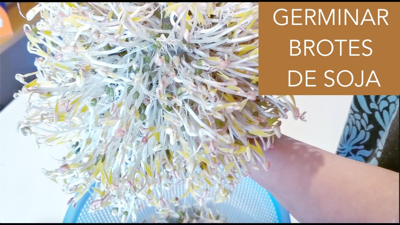 donde comprar semillas de soja para germinar